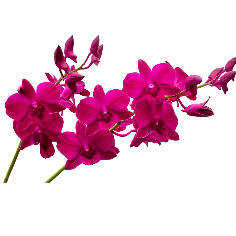 Tea Theory Brew me White 35g