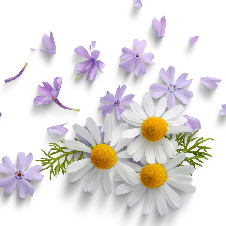 9 Grams Coffee Honduras SHG Calan Washed