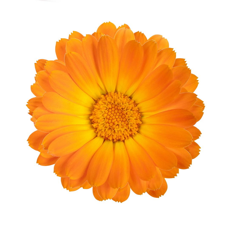 BLEND Tea Earl Grey Special 100 ks