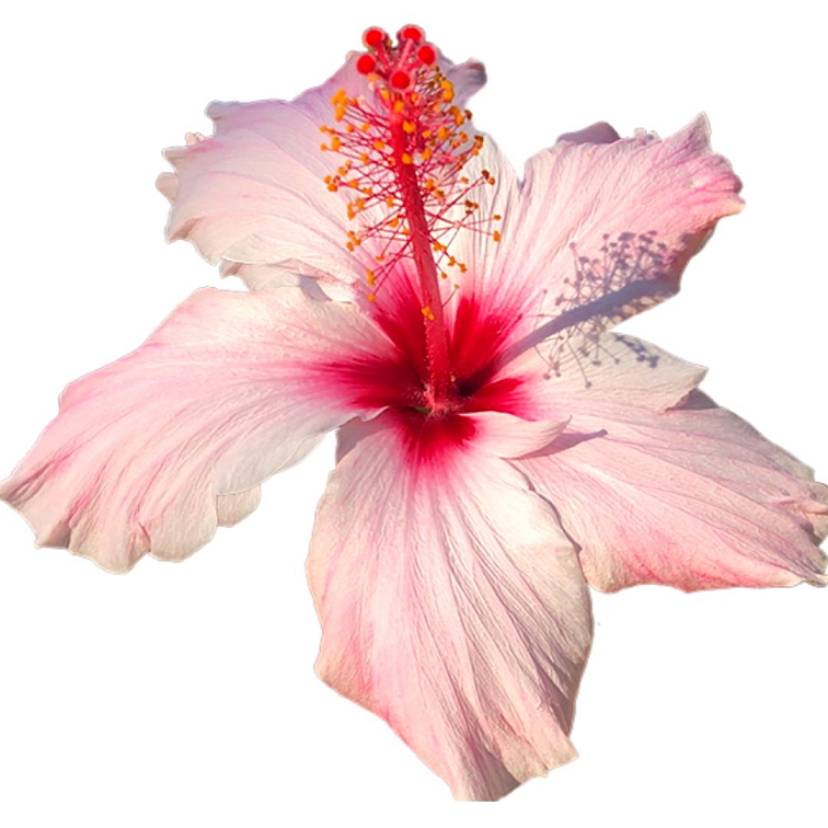 Tea Theory Take me to Paradise 250g