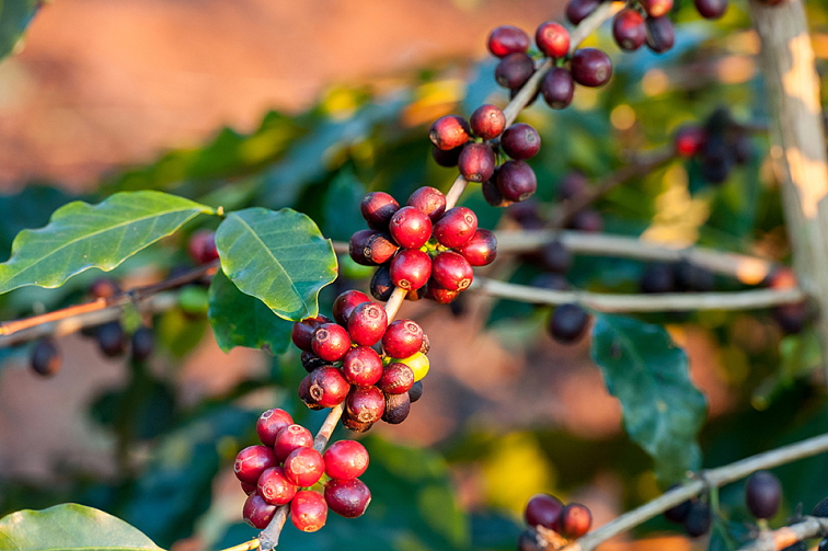 9 Grams Coffee Brazil SERTAO