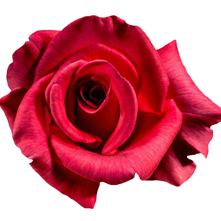 Tea Theory Jelly me Berry 80g