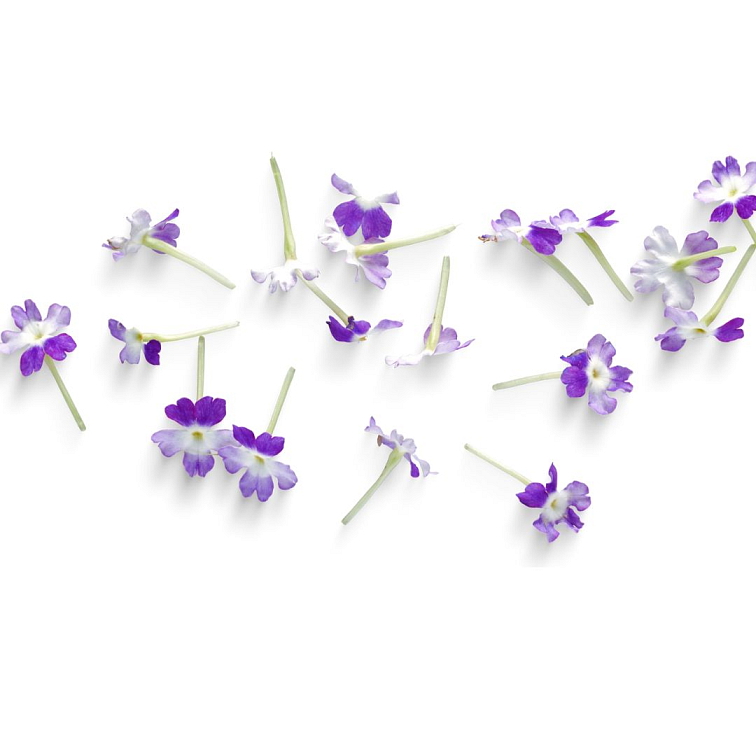 9 Grams Coffee Brazil Geisha Micro Lot