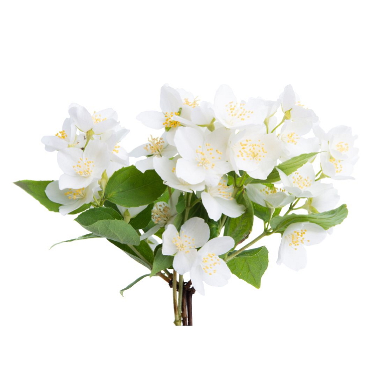 Tea Theory Tell me Jasmine 120g