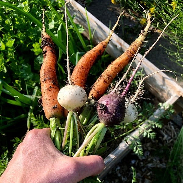 Výhody dřevěných záhonů