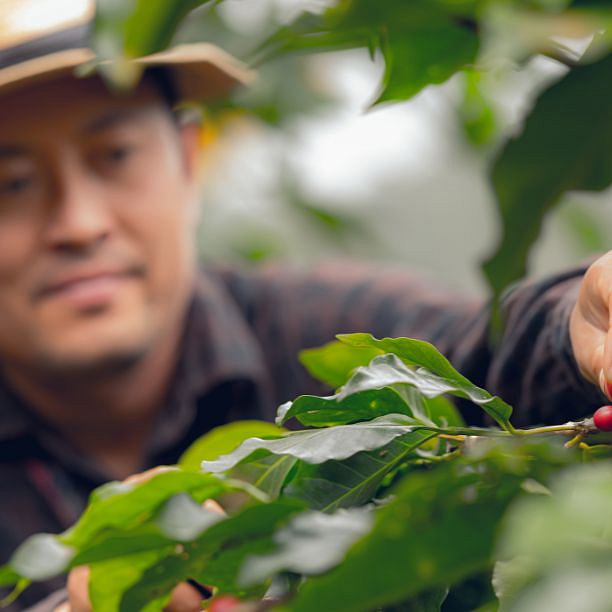 LIZARD COFFEE COSTARICA 500g