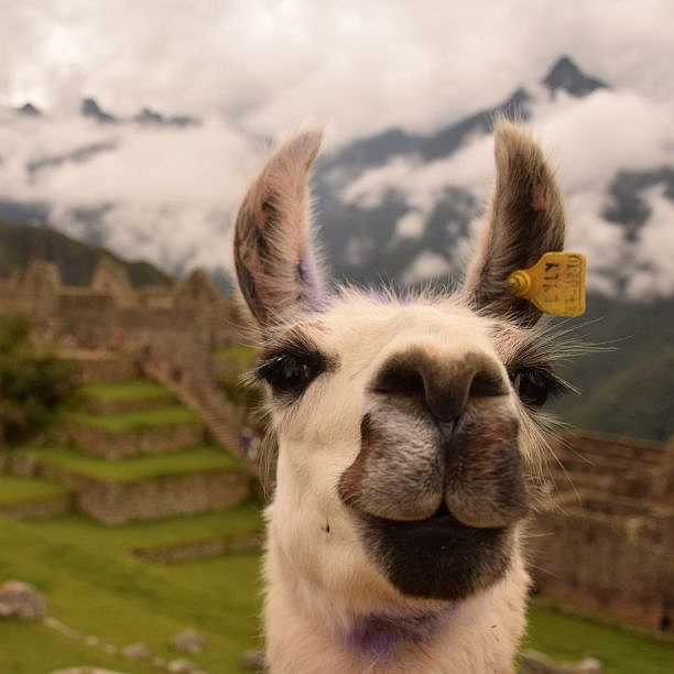 LIZARD COFFEE PERU 500g 500g