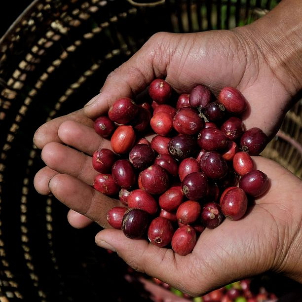 LIZARD COFFEE INDONESIA 500g