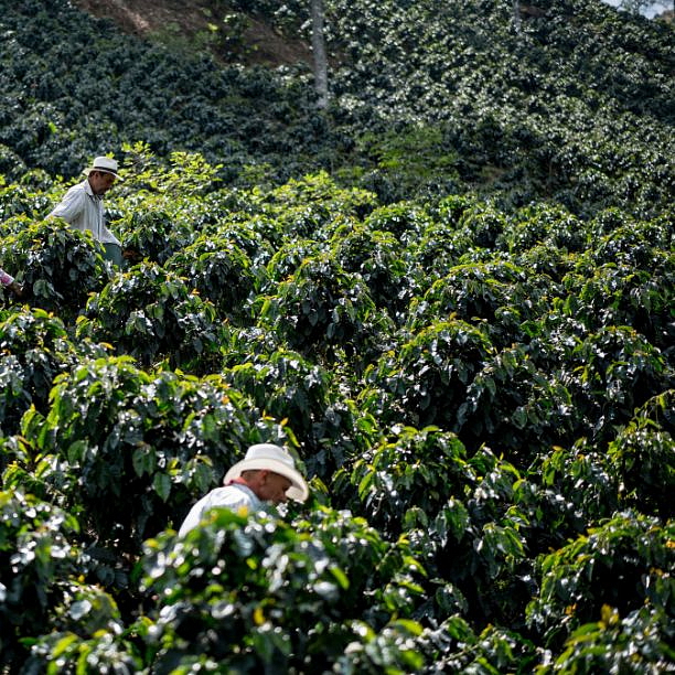 LIZARD COFFEE COLOMBIA 500g