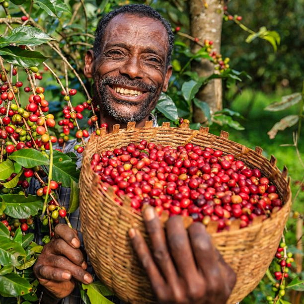 LIZARD COFFEE KENYA 500g