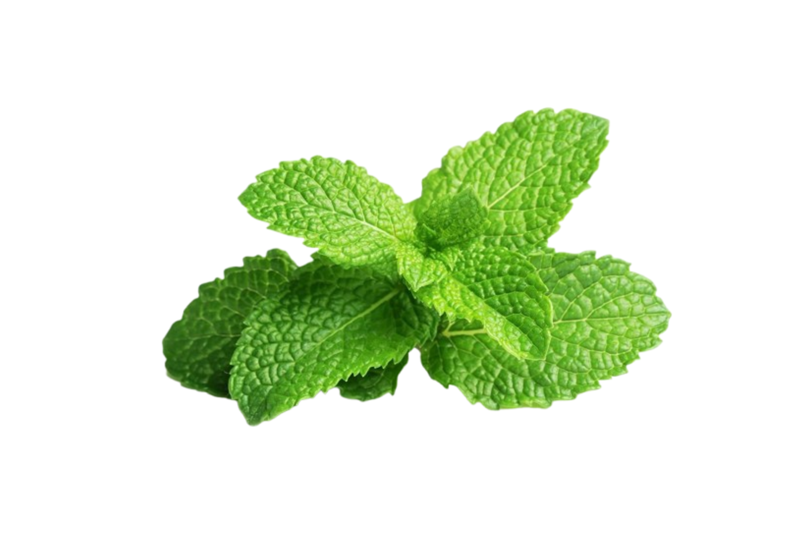 TeaVibes - tuareg mátový - sklo 330ml