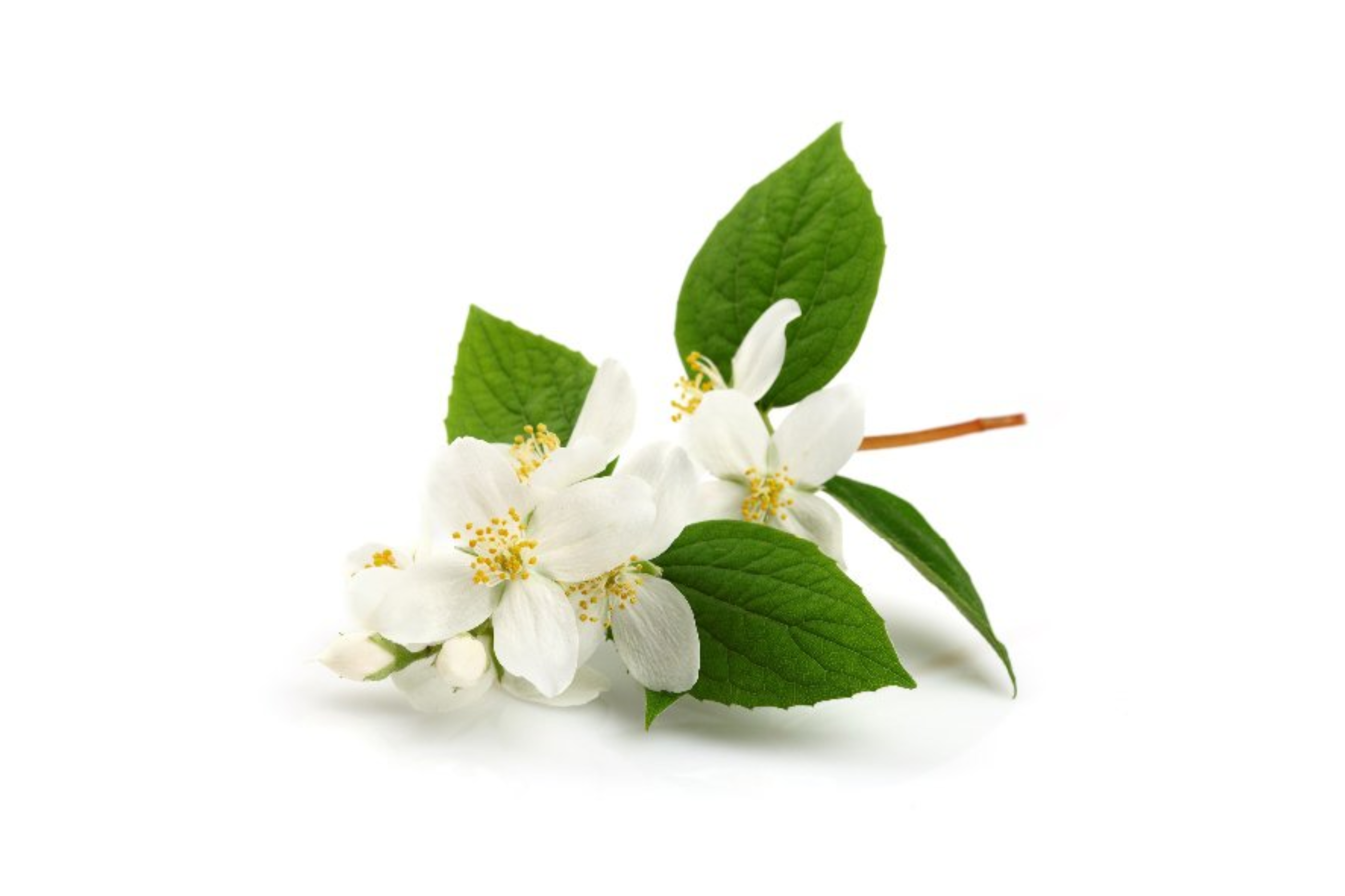 TeaVibes - jasmín s citronovou trávou - plech 330ml