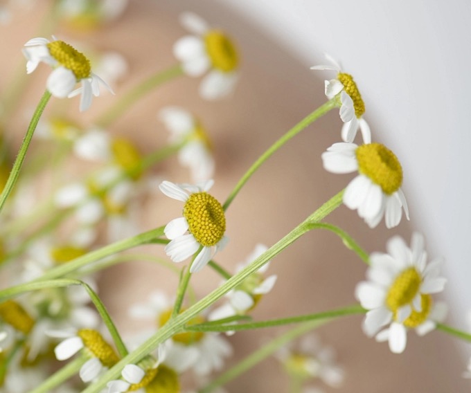 Předávkování čajem, aneb které bylinky je nebezpečné kombinovat