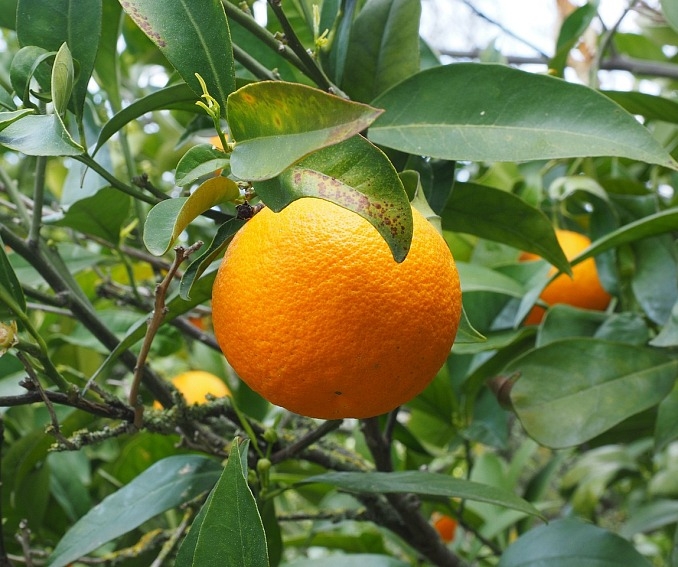 Pomerančová kůra