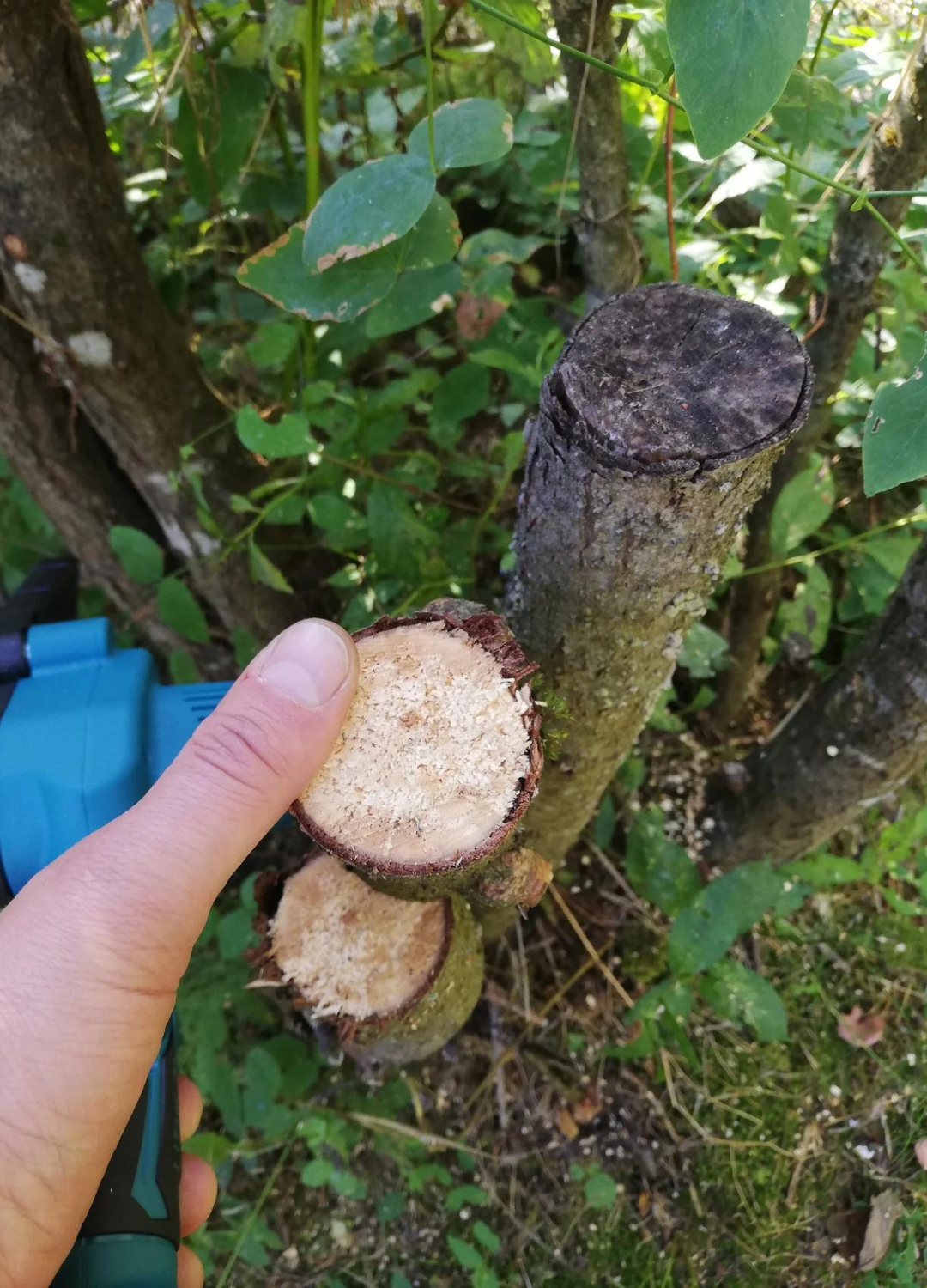 Ľahká AKU reťazová pílka + 2 batérie zadarmo + 2 lišty zadarmo + 2 reťaze zadarmo