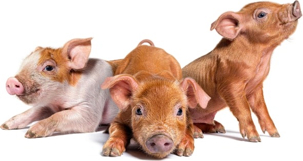 Pigstart Plus