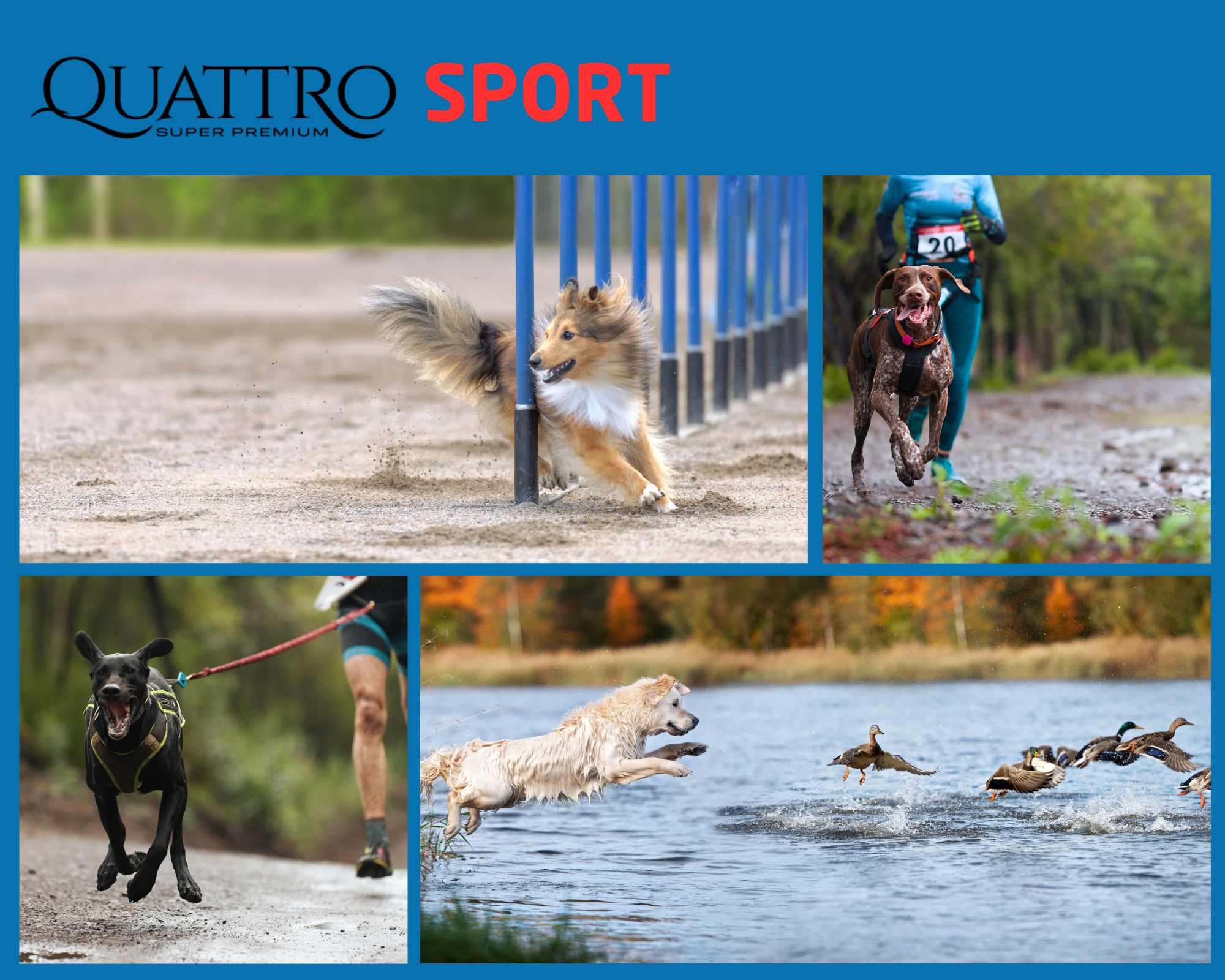 Quattro Adult AB Sport bez obilovin s KACHNOU a krillem