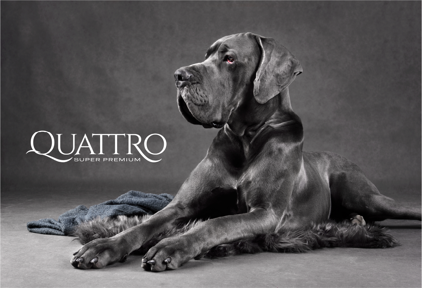 Quattro Adult Maxi LB s extra drůbežím masem