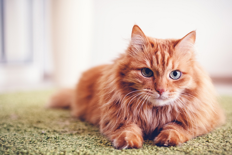 Quattro Cat Sterilised Adult AB s extra lososem