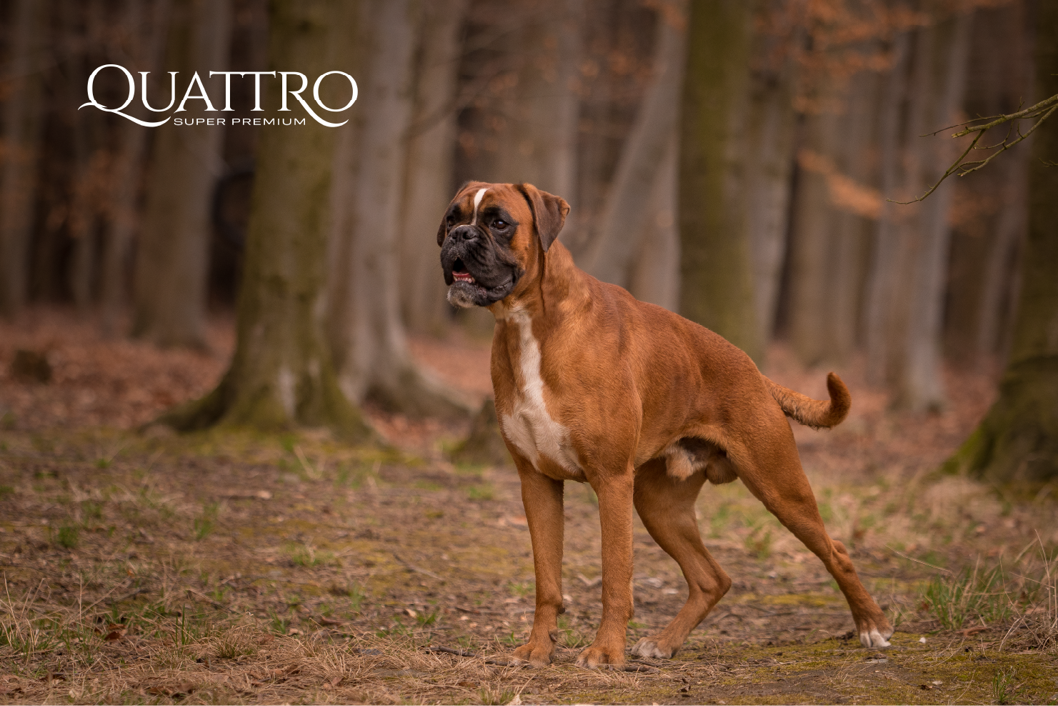 Quattro Adult AB s extra drůbežím masem