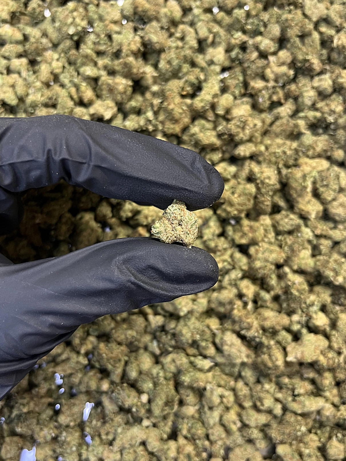 THCPO květy ZUSHI 10 g - THCPO: 10%CBD: 14,22% , CBG: 0,63 %  , THC: 0,54 %
