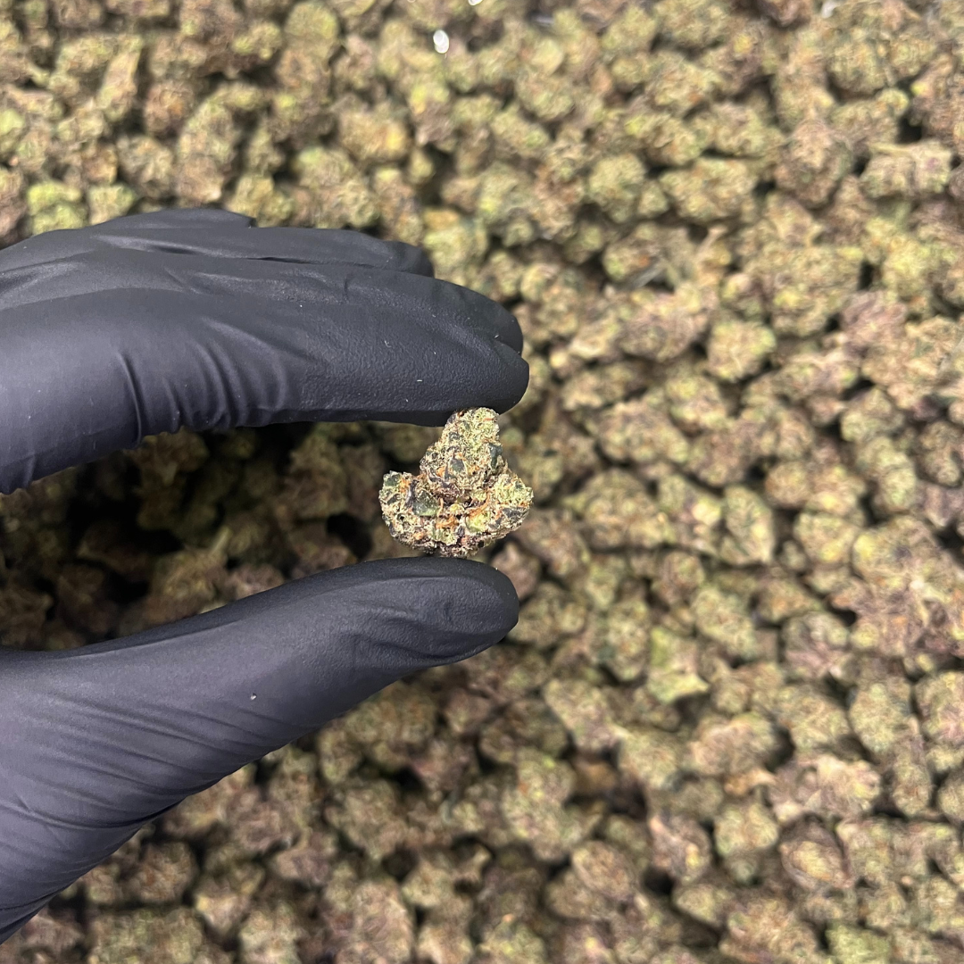 THCB květy Purple Diesel 10 g - THCB: 30% CBD: 10,19% THC: 0,44%