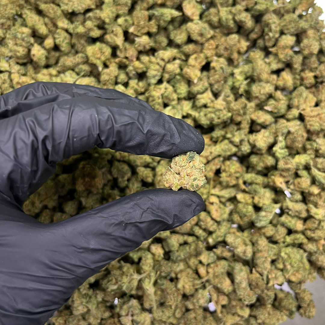 THCPO květy Lemon Cherry Gelato 10 g - THCPO: 10% , CBD: 14,6 % , THC: 0,68%