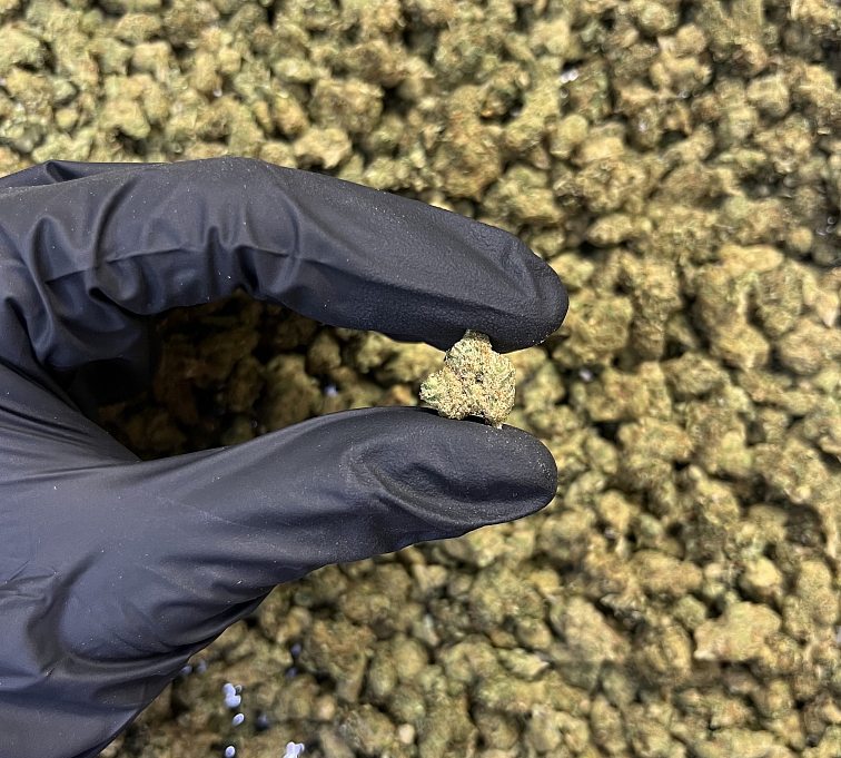 THCP květy Amnesia 10 g – 7 % THC-P, 5% HHC , % THC: 0,42 %