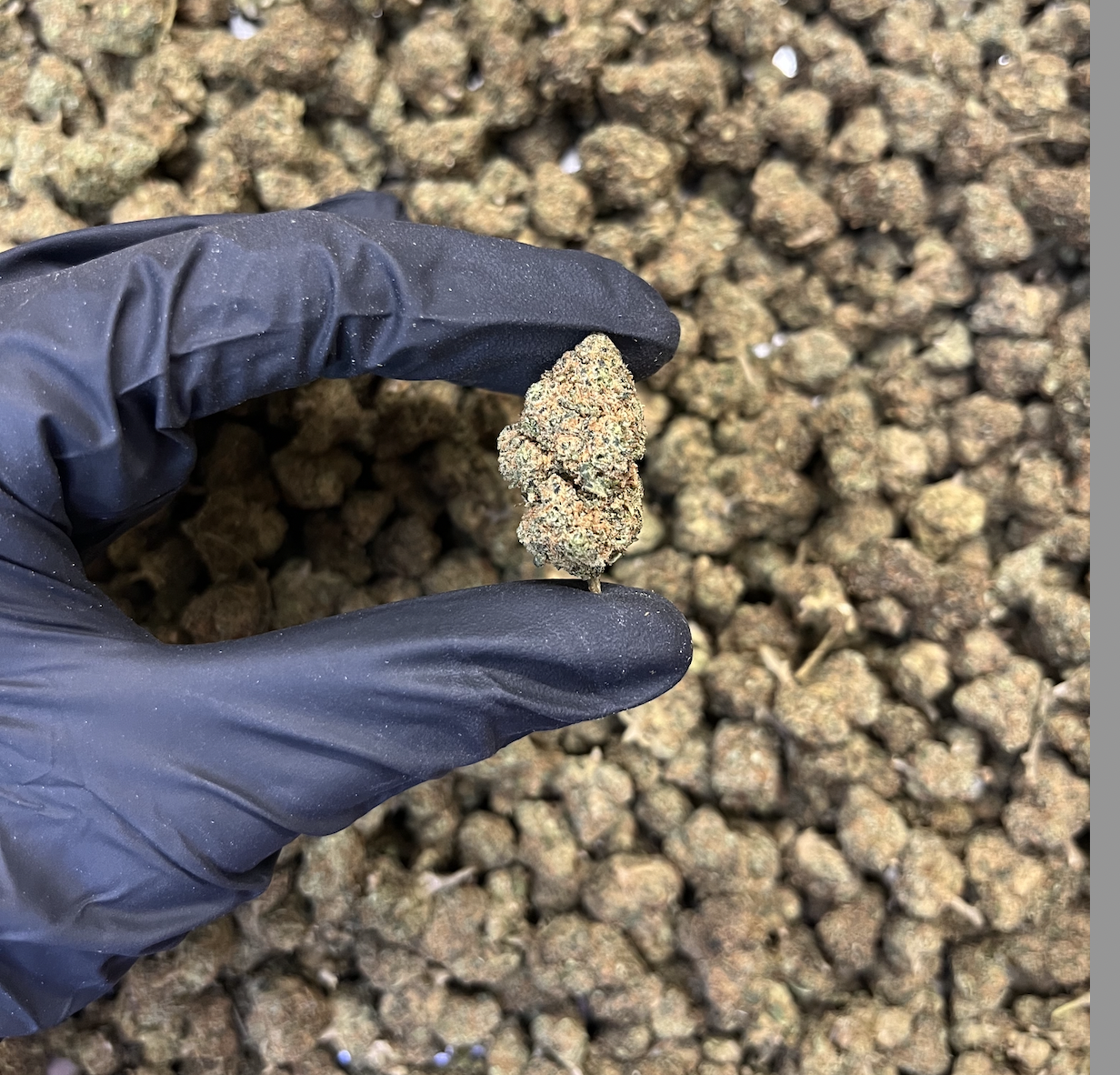 THCP květy ZUSHI – 7 % THC-P, 10 % HHC & 0,54 % THC