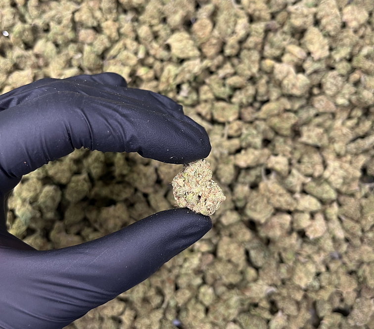 THC-JD květy Tropicanna cookies - Popcorn 10 g - THCJD: 15%, THCB: 15%, THC: 0,76%