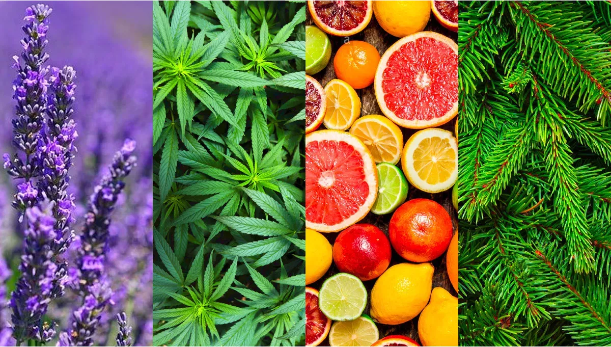 AC/DC Terpeny
