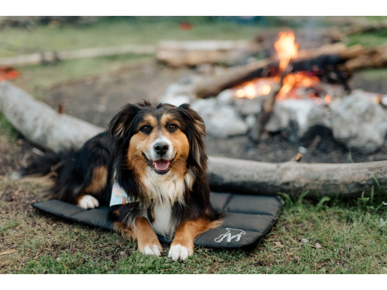 🐾 Cestovanie so psom: Ako to zvládnuť bez stresu