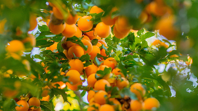 MERUŇKY LYOFILIZOVANÉ (SUŠENÉ MRAZEM)