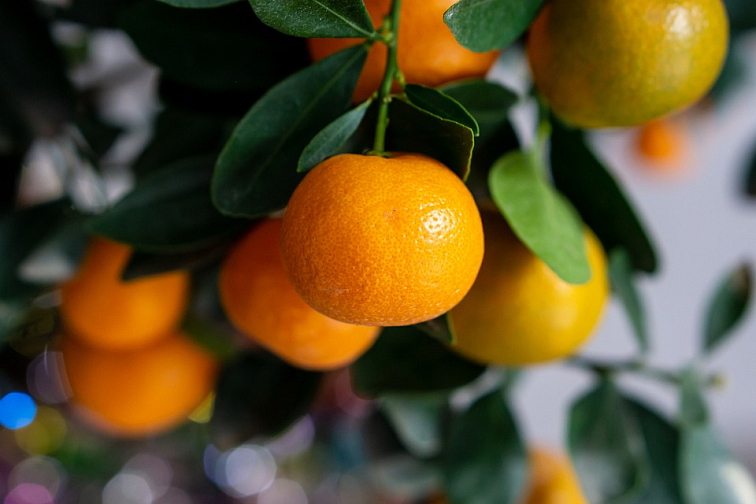 KUMQUAT LYOFILIZOVANÝ (SUŠENO MRAZEM)