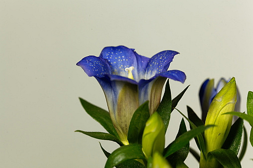 Luxusní růstové sérum na řasy LuxeLash Infinity