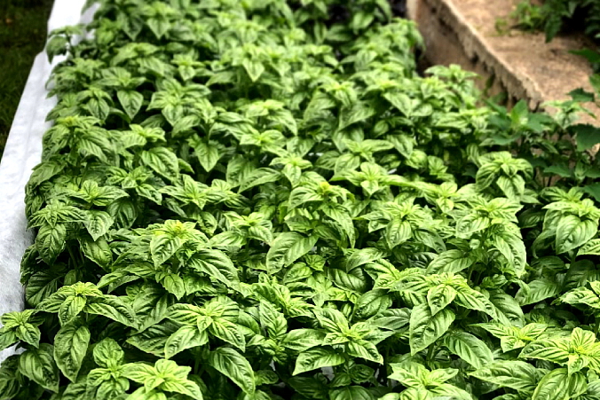 PESTO sušené rajče s bazalkou