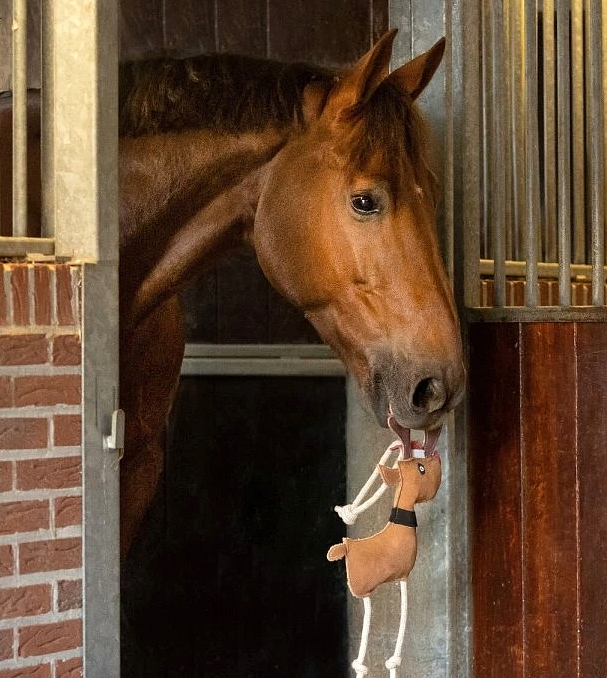 Tipy na vánoční dárky pro milovníky koní 