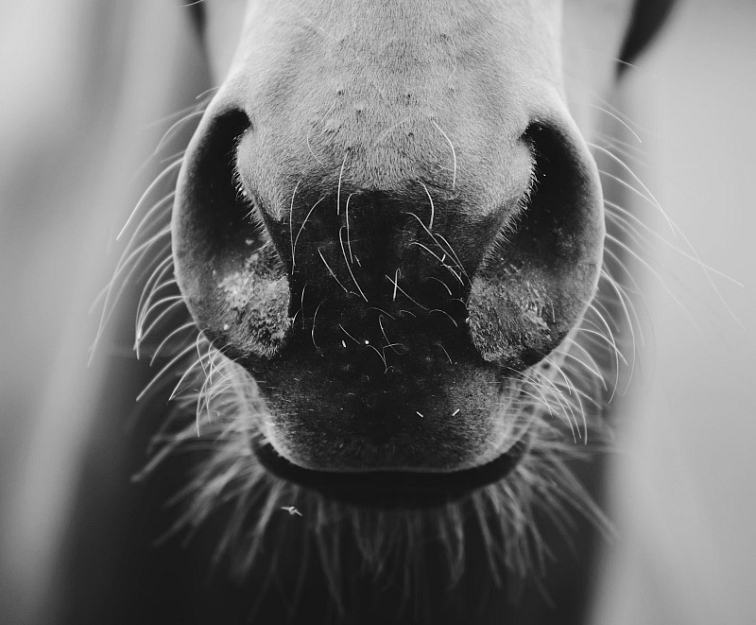 inhalator waldhausen