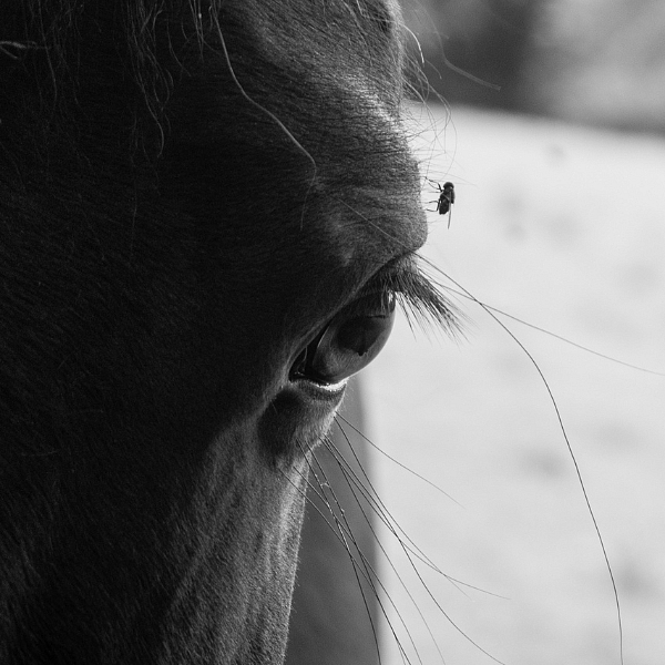 Článek 2.- Muchaři - mějte se na pozoru
