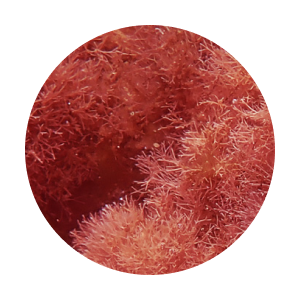 ageLOC Galvanic Spa Facial Gels pro anti-ageing zařízení − 3 balení