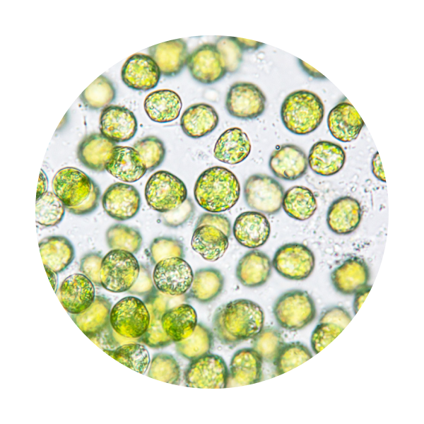 ageLOC LumiSpa Activating Face Cleanser – normální až smíšená pleť