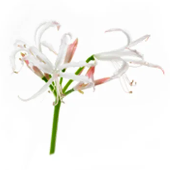 Systém ageLOC Boost