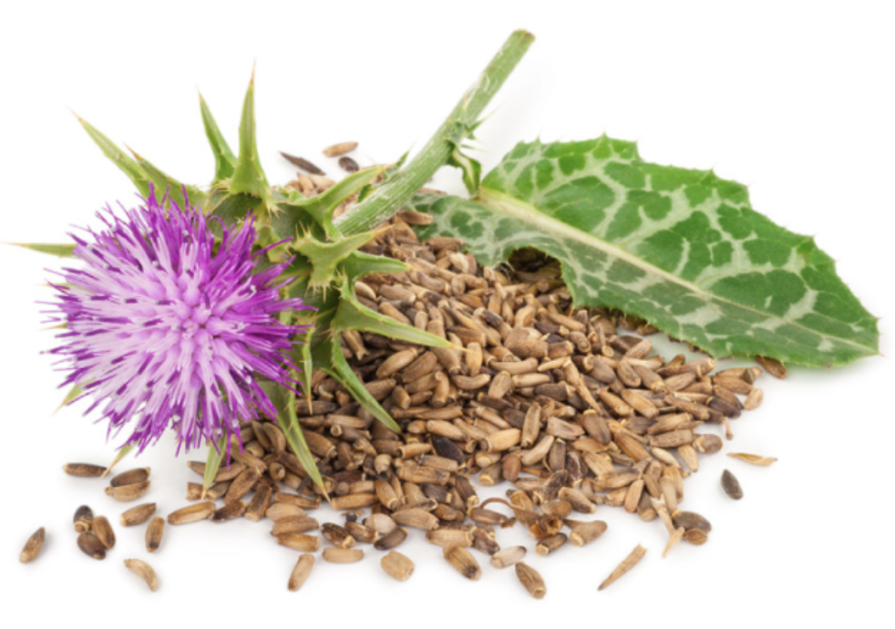 Královský Ostropestřec Marianum 500 mg, extrakt 80% Silymarinu, 90 kapslí