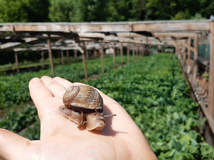 Exkluzivní šnečí menu a prohlídka farmy pro jednotlivce i páry