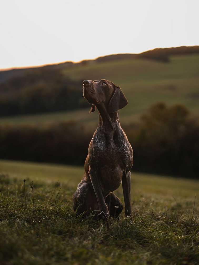 ADYPO ProbioVit - probiotiká a zažívanie