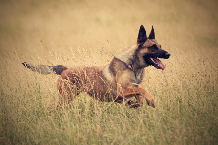 ADYPO MoVit Collagen - kosti a kĺby s kolagénom