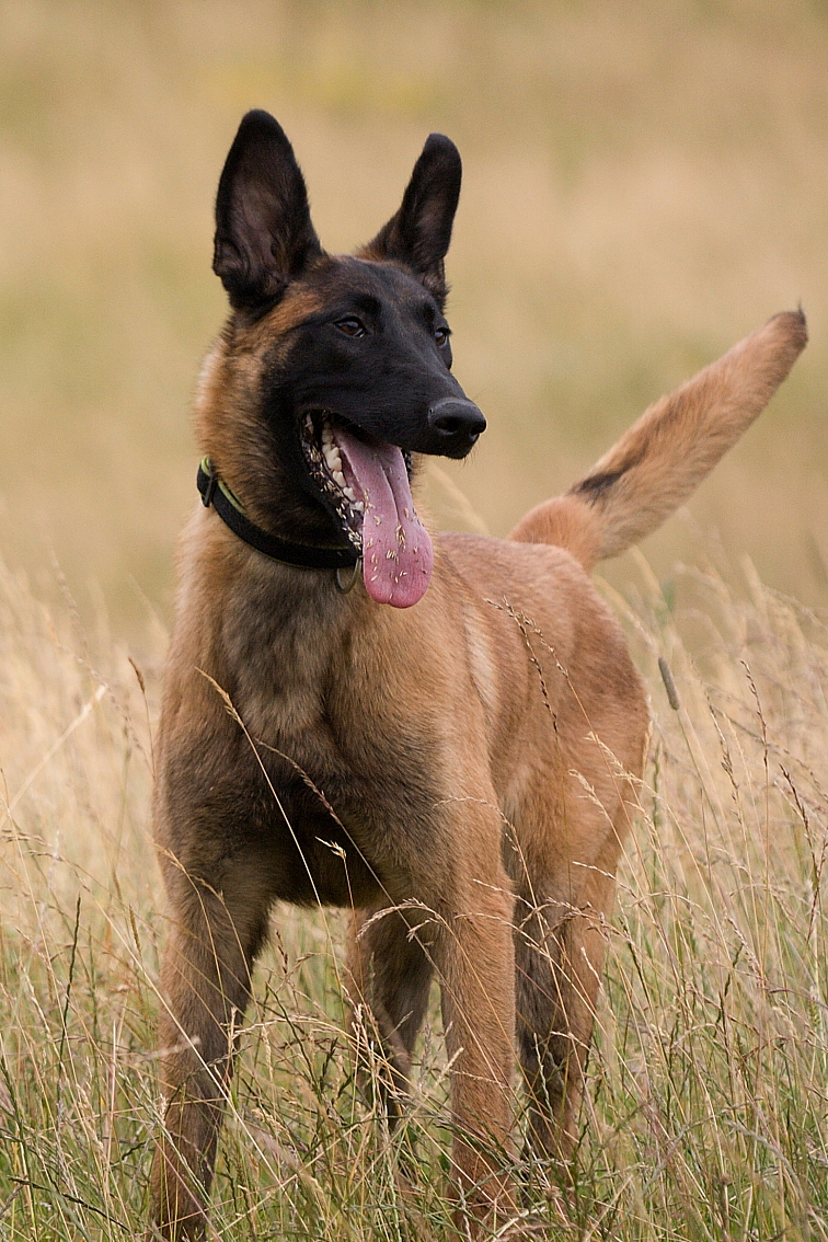 ADYPO MultiVit 8in1 - multivitamín