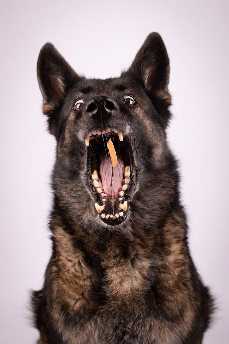 ADYPO DentaVit Powder- redukcia zubného kameňa a plaku u psa