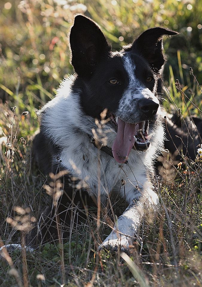 ADYPO MultiVit 8in1 - multivitamín