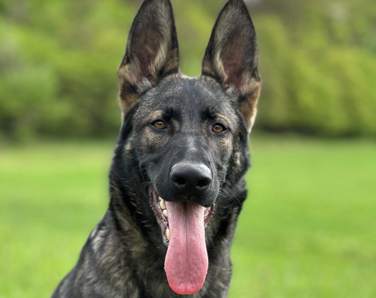 ADYPO DentaVit Powder- redukcia zubného kameňa a plaku u psa